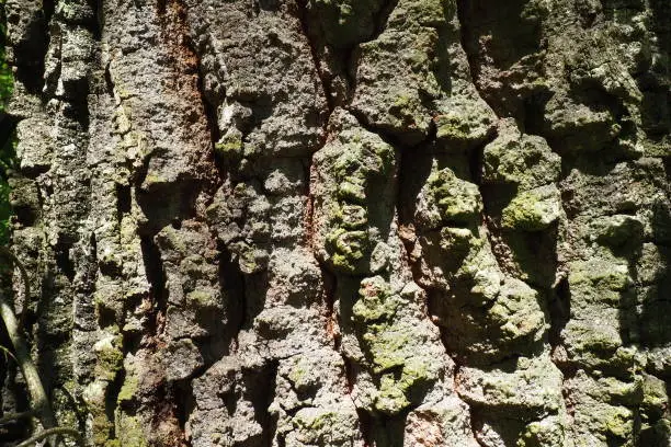 Oak bark macro, tree trunk close-up, texture.