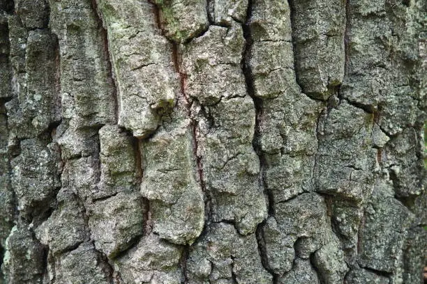 Oak bark macro, tree trunk close-up, texture.