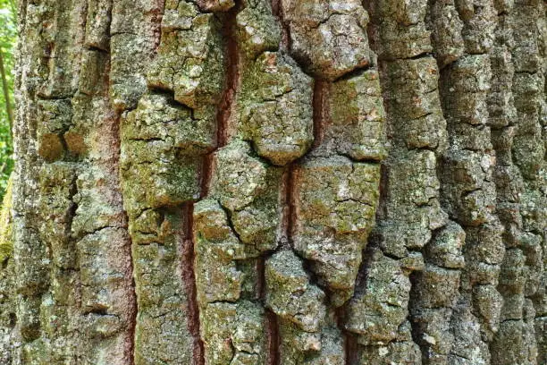 Oak bark macro, tree trunk close-up, texture.