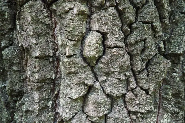 Oak bark macro, tree trunk close-up, texture.