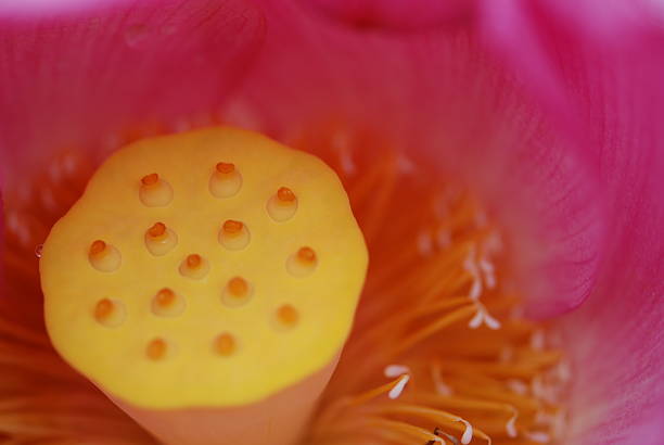 istock the heart of a lotus 149063152