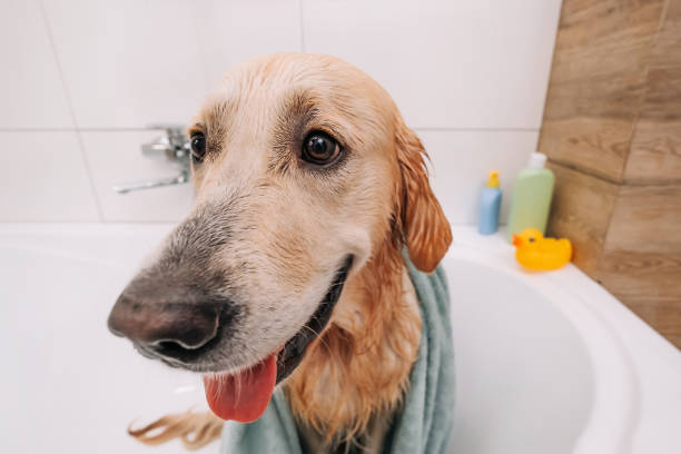 istock Golden retriever dog taking bath 1490631902