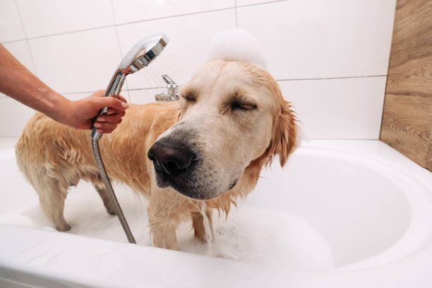 istock Golden retriever dog taking bath 1490631928
