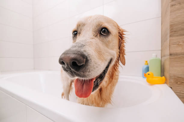 istock Golden retriever dog taking bath 1490631965