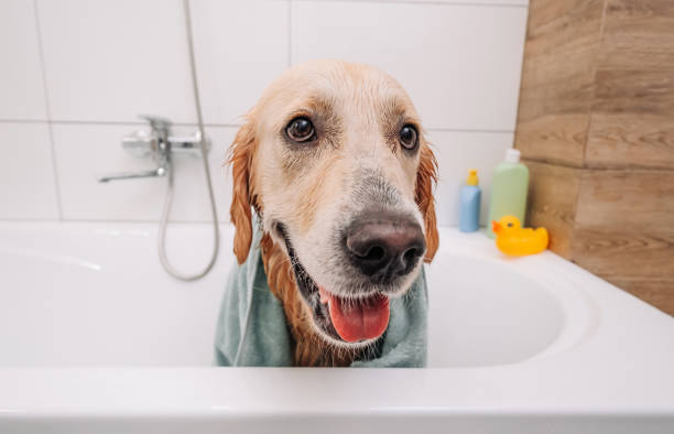 istock Golden retriever dog taking bath 1490631970
