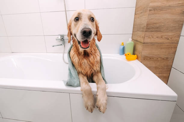 istock Golden retriever dog taking bath 1490631971