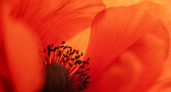 California poppy in extreme close up.