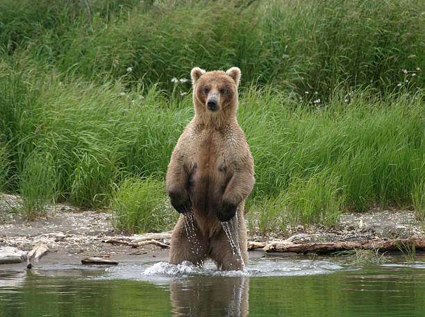 istock Alaska Brown Bear Gets Wet for Food 149063249