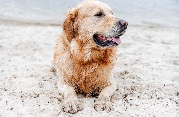 istock Adorable dog golden retriever breed 1490632952