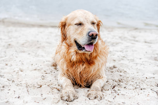 istock Adorable dog golden retriever breed 1490632959