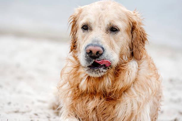 istock Adorable dog golden retriever breed 1490632973