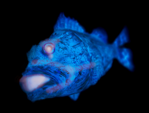 Dark deep sea, the figure of a deep-sea fish with blue body and glowing eyes and mouth.(Retouched and color manipulated photographic illustration)