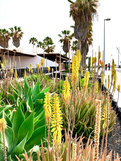 Kniphofia / red hot poker in yellow, surrounded by palm trees stock photo