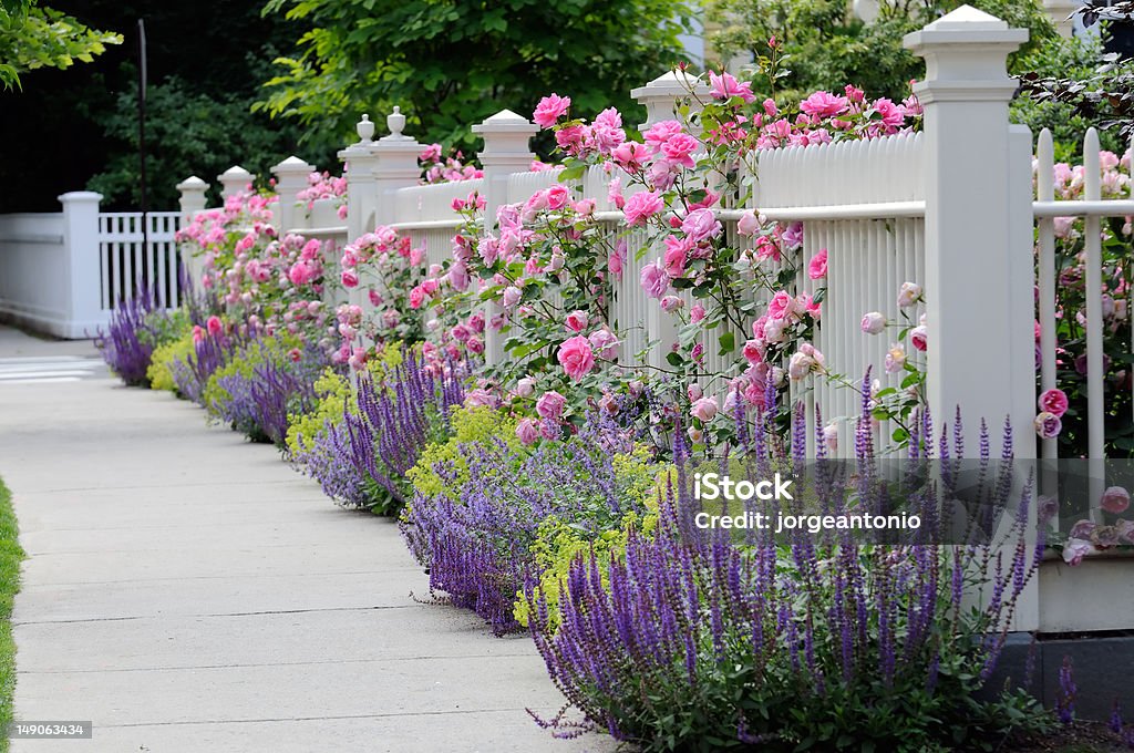 Garden Fence with Roses White fence with flowers. Pink rose, blue Salvia (Sage), purple Catmint, green and yellow Lady's Mantel. Colorful and elegant. Yard - Grounds Stock Photo