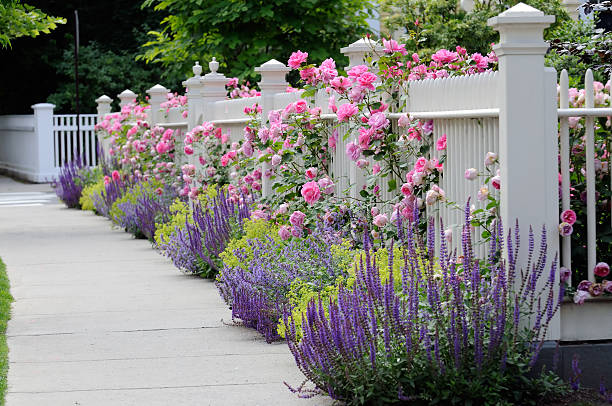 Garden Fence with Roses White fence with flowers. Pink rose, blue Salvia (Sage), purple Catmint, green and yellow Lady's Mantel. Colorful and elegant. How to Grow Sage in Your Home Garden stock pictures, royalty-free photos & images