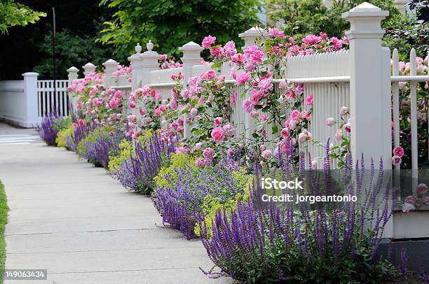 Garden Fence With Roses Stock Photo - Download Image Now - Yard - Grounds, House, Springtime