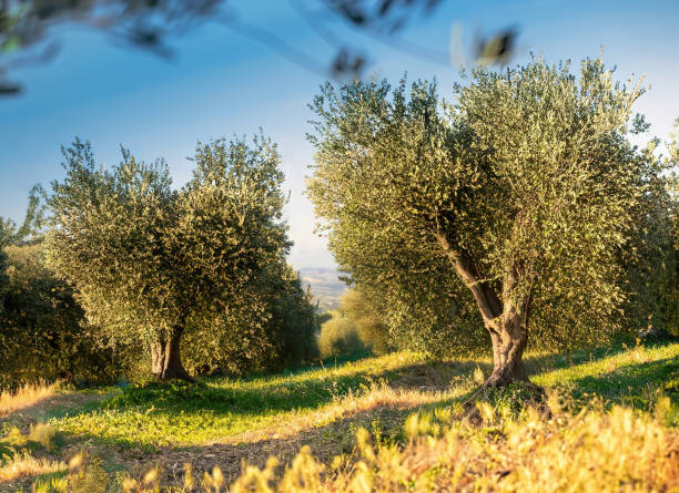 istock Italian-origin olive oil is produced in wonderful olive trees. 1490634370