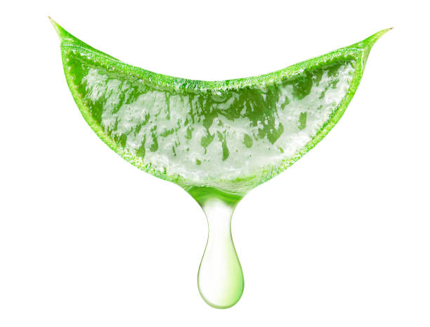 aloe vera with a drop of juice