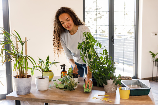 Smiling young woman caring for her houseplants