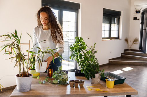 Young woman re-potting and caring for her houseplants