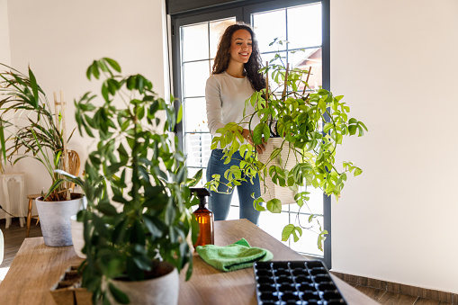 Selective focus shot of happy young woman walking and carrying a potted plant to the table where she set up a plant caring station when watering, re-potting and tending for her houseplants.