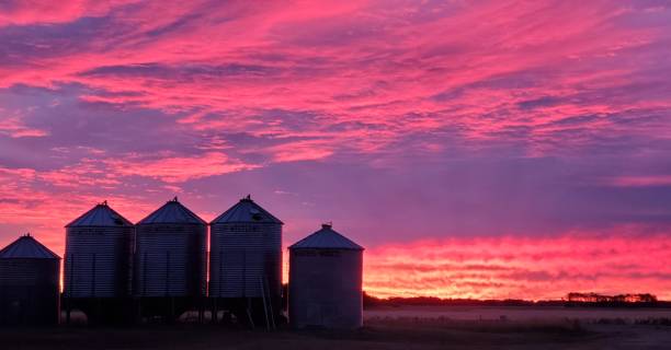 istock Purple Skies Over Grain Bins 1490635074