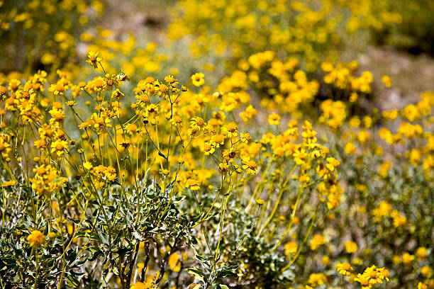 flores silvestres de arizona - brittlebush fotografías e imágenes de stock