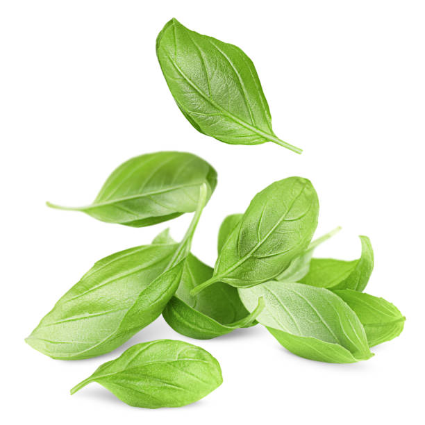 istock heap of basil leaves 1490635313