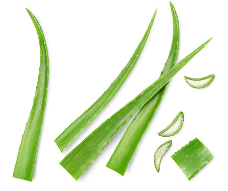 leaves and cut slices of aloe on a white isolated background, top view