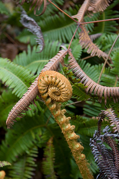 Tree fern frond stock photo