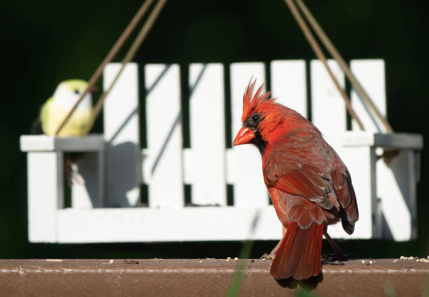 istock A Northern Cardinal on the bird feeder 1490636585