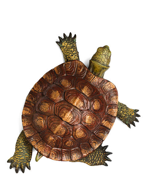 540+ Turtle Shell Top View Stock Photos, Pictures & Royalty-Free Images -  iStock