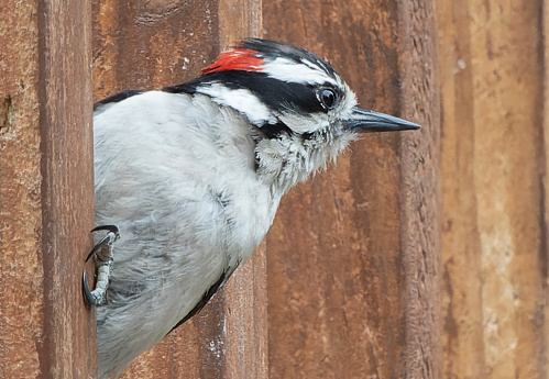 A Woodpecker pops through the garden fence