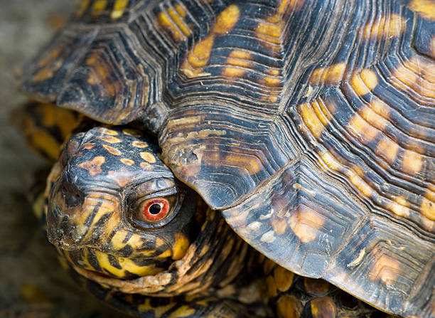 Box Turtle Overhead 1,700+ Box Turtle Stock Photos, Pictures & Royalty-Free Images - iStock