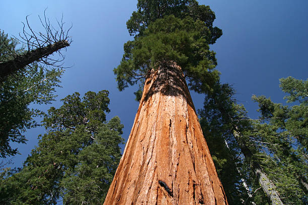 Sequoia sempervirens stock photo