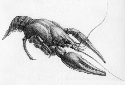 For that what to draw and describe the given figure it would be necessary to read through and see many magazines and books.  Illustration. Small cancer which serves as a forage for fresh-water fishes, except for a crucian and linja. Floats sideways. The size no more than 2,5 centimeters. A place of dwelling - fine lakes.