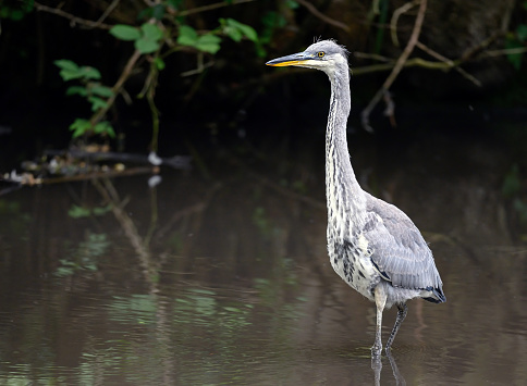 Grey heron standing in a river in Kent, UK. The heron is wading in the water facing left. Grey heron (Ardea cinerea) in Kelsey Park, Beckenham, Greater London. The park is famous for its herons.