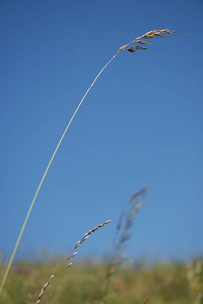 une lame de l'herbe dans un champ avec un ciel bleu - clear sky nobody blade of grass summer photos et images de collection
