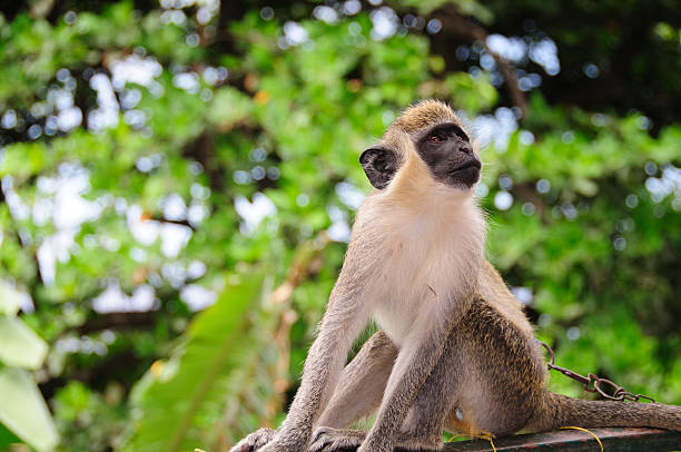 A monkey in Santo Antao Cape Verde looks up at the trees