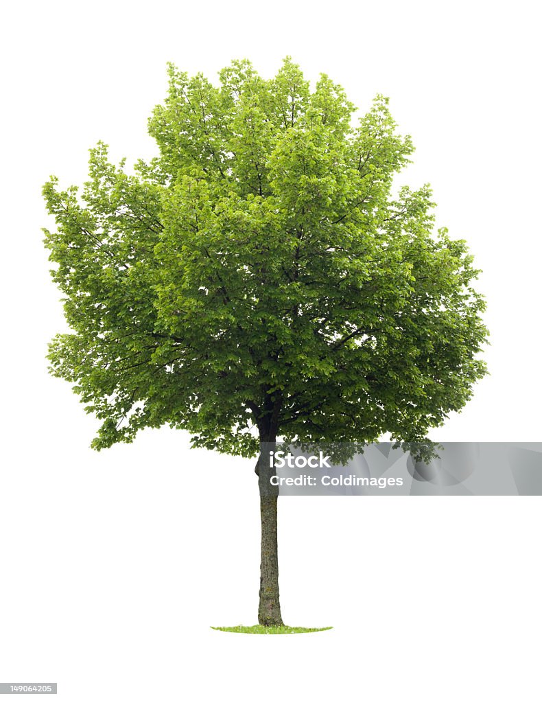 Linden árvore - Foto de stock de Branco royalty-free