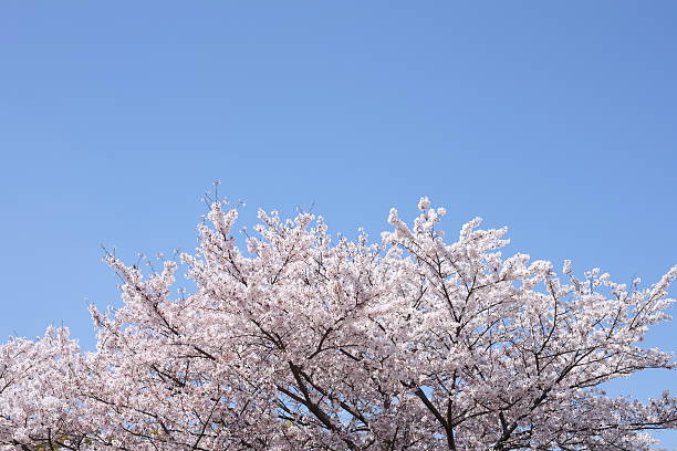 istock Cherry blossoms in Oji park 149064225
