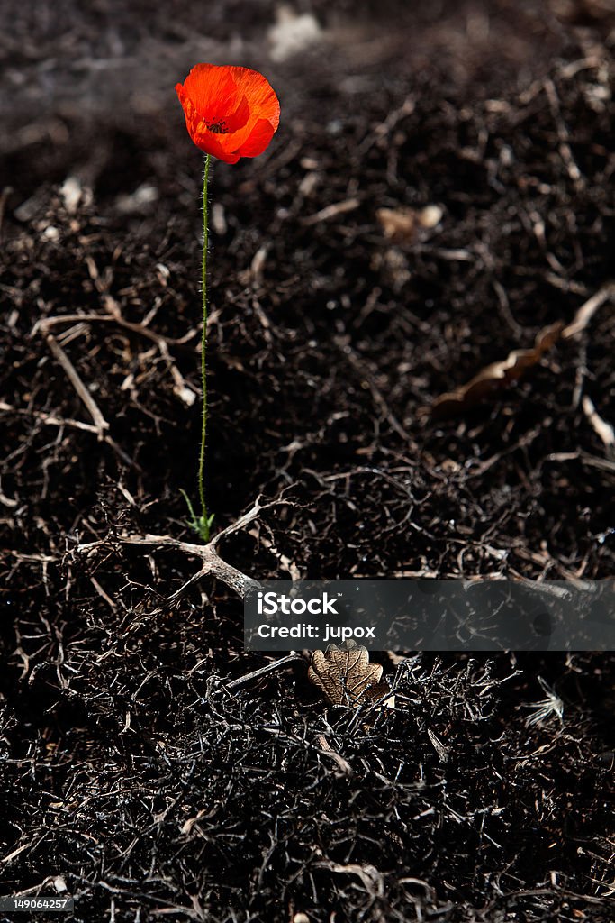 Roter Mohn in Schwarz Holz - Lizenzfrei Feuer Stock-Foto