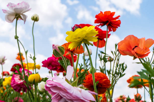 istock A field with multi-colored garden buttercups against a sky with clouds. 1490643840