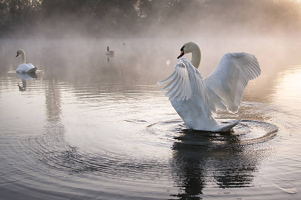 コブハクチョウ（シグナス olor )ストレッチの手羽先 - swan bird water fog ストックフォトと画像