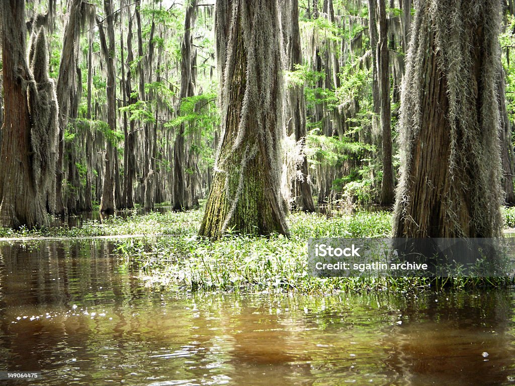 Luce alla Bayou - Foto stock royalty-free di Acqua