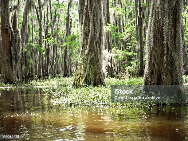 Luce Alla Bayou - Fotografie stock e altre immagini di Acqua - Acqua, Ago - Parte della pianta, Alberato