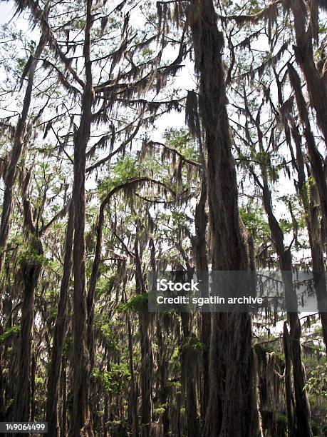 垂直 Cypress の木の眺め - アメリカ合衆国のストックフォトや画像を多数ご用意 - アメリカ合衆国, アリゲーター, イトスギ