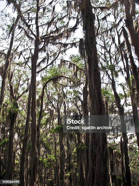 Verticle Vista De Árvores De Cipreste - Fotografias de stock e mais imagens de Acima - Acima, Admirar a Vista, Agulha - Parte de planta