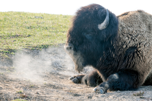 Bison is resting in cool soft sand and breathing  condensation clouds of steam in the Yellowstone Ecosystem in western USA, North America. Nearest cities are Denver, Colorado, Salt Lake City, Utah, Jackson, Wyoming, Gardiner, Cooke City, Bozeman and Billings, Montana.