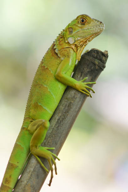 istock albino iguana on a branch 1490645808